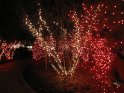 Toledo Zoo Lights 2008 049